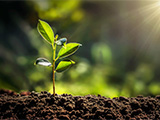 bright green plant emerging from dirt