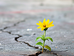 Cracked concrete with flower growing in crack with bright yellow.